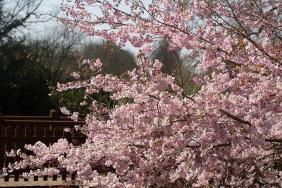  Malus spectabilis (Aiton) Borkh., 1803