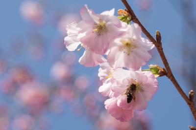  Malus spectabilis (Aiton) Borkh., 1803