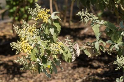  Buddleja glomerata