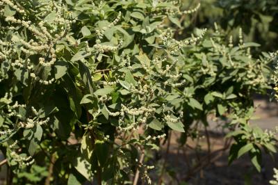  Buddleja cordata