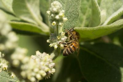 Buddleja cordata