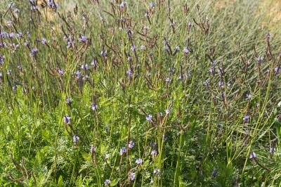 Lavande des Canaries Lavandula canariensis