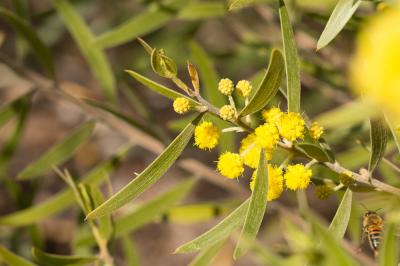  Acacia verniciflua