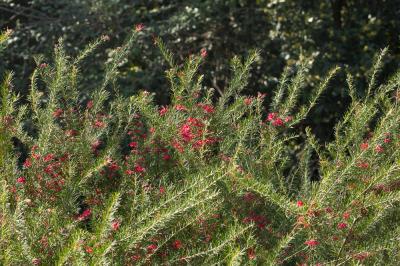  Grevillea juniperina