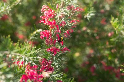  Grevillea juniperina