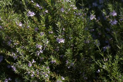  Westringia eremicola