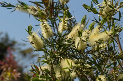  Callistemon flavovirens