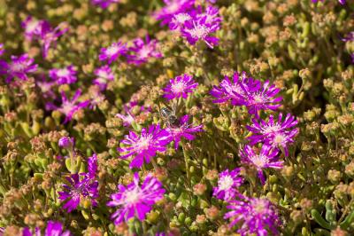  Drosanthemum hispidum (L.) Schwantes, 1927