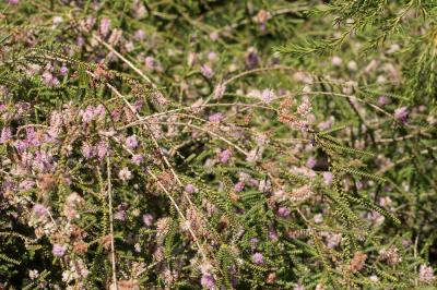  Melaleuca gibbosa