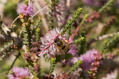  Melaleuca gibbosa