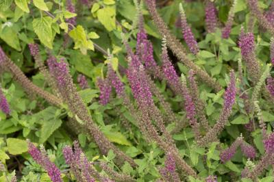  Teucrium hyrcanicum