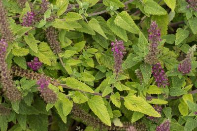  Teucrium hyrcanicum