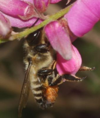  Megachile willughbiella (Kirby, 1802)