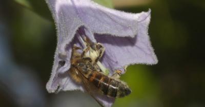 Abeille domestique, Abeille européenne, Abeille me Apis mellifera Linnaeus, 1758
