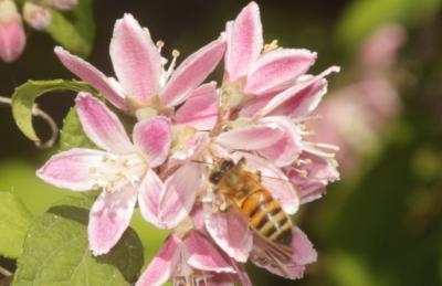 Abeille domestique, Abeille européenne, Abeille me Apis mellifera Linnaeus, 1758
