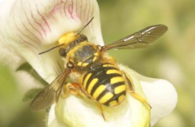 Abeille cotonnière, Anthidie cotonnière Anthidium manicatum (Linnaeus, 1758)