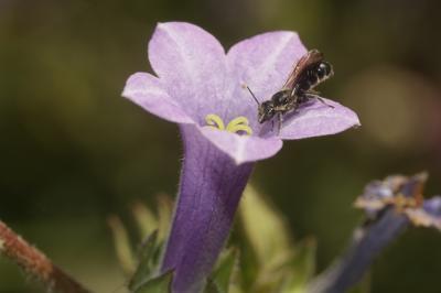  Chelostoma rapunculi (Lepeletier, 1841)