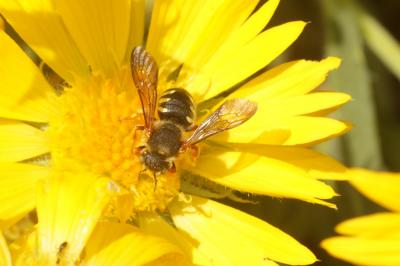 Abeille cotonnière, Anthidie cotonnière Anthidium manicatum (Linnaeus, 1758)