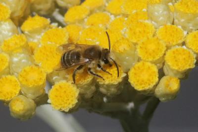  Colletes Latreille, 1802