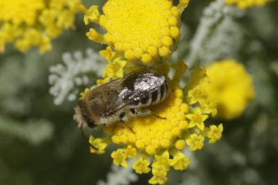  Colletes Latreille, 1802
