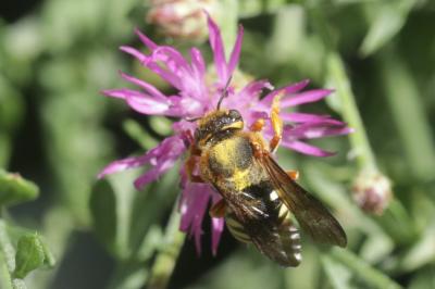  Rhodanthidium septemdentatum (Latreille, 1809)