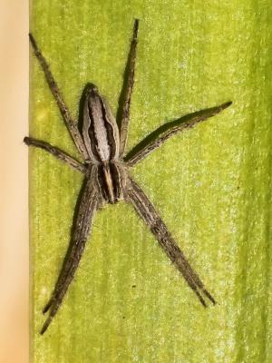 Pisaure admirable Pisaura mirabilis (Clerck, 1758)