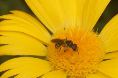  Halictus scabiosae (Rossi, 1790)