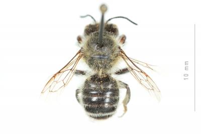  Megachile circumcincta (Kirby, 1802)