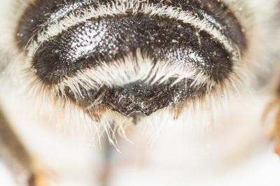  Megachile circumcincta (Kirby, 1802)