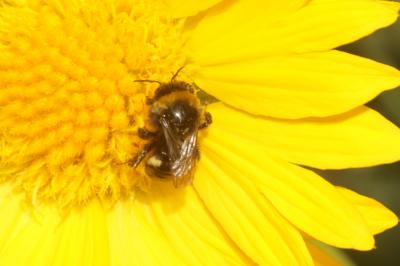 Bourdon terrestre (Le) Bombus terrestris (Linnaeus, 1758)