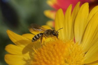  Halictus scabiosae (Rossi, 1790)