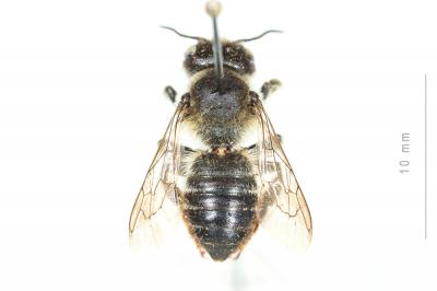  Megachile genalis Morawitz, 1880