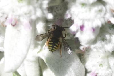Abeille cotonnière, Anthidie cotonnière Anthidium manicatum (Linnaeus, 1758)