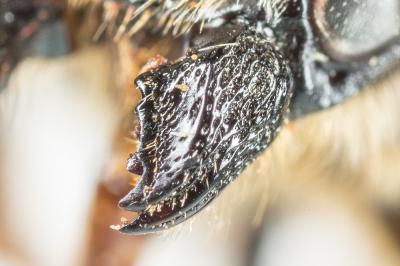 Megachile genalis Morawitz, 1880