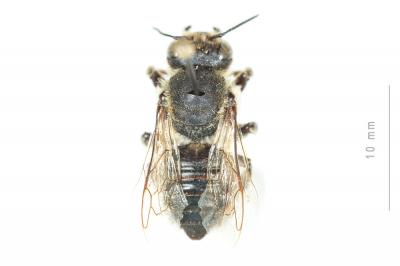  Megachile lagopoda (Linnaeus, 1760)