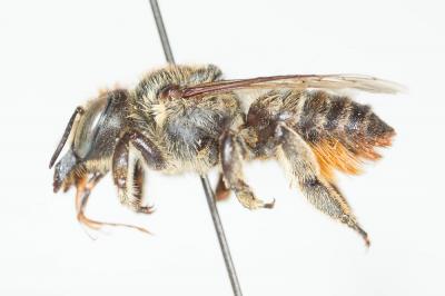  Megachile lagopoda (Linnaeus, 1760)
