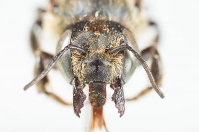  Megachile lagopoda (Linnaeus, 1760)