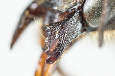  Megachile lagopoda (Linnaeus, 1760)
