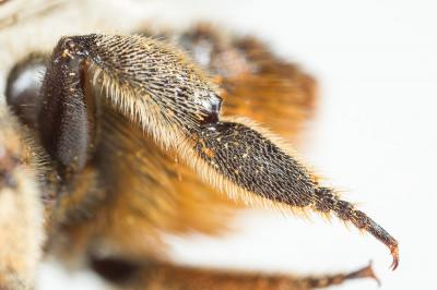  Megachile lagopoda (Linnaeus, 1760)