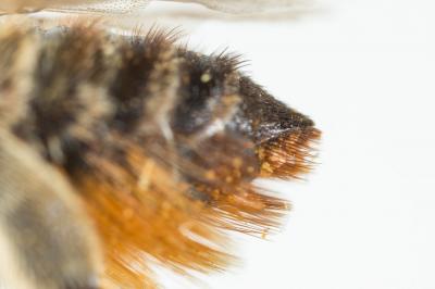  Megachile lagopoda (Linnaeus, 1760)