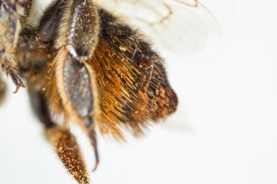  Megachile lagopoda (Linnaeus, 1760)