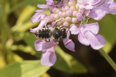  Megachile octosignata Nylander, 1852