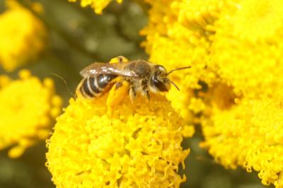  Andrena Fabricius, 1775