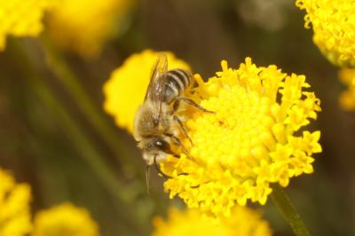  Colletes Latreille, 1802