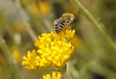  Colletes Latreille, 1802