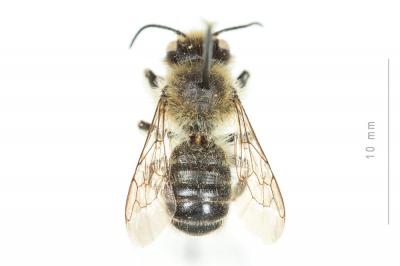  Megachile ligniseca (Kirby, 1802)