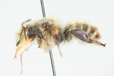  Megachile maritima (Kirby, 1802)