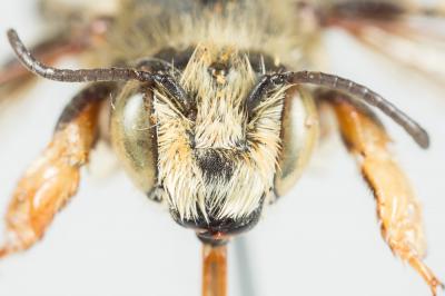  Megachile maritima (Kirby, 1802)