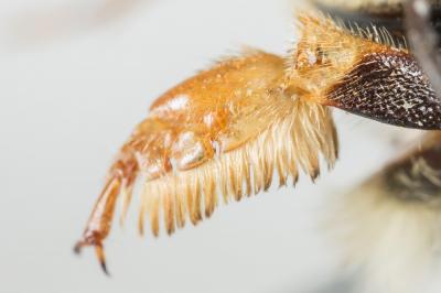 Megachile maritima (Kirby, 1802)