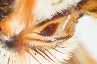  Megachile maritima (Kirby, 1802)
